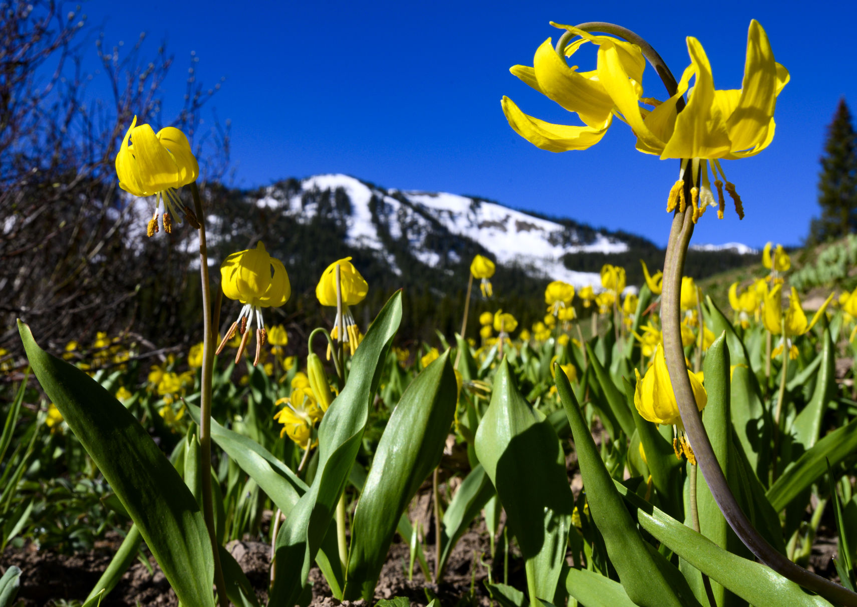 06_28_19 wildflowers0974.jpg